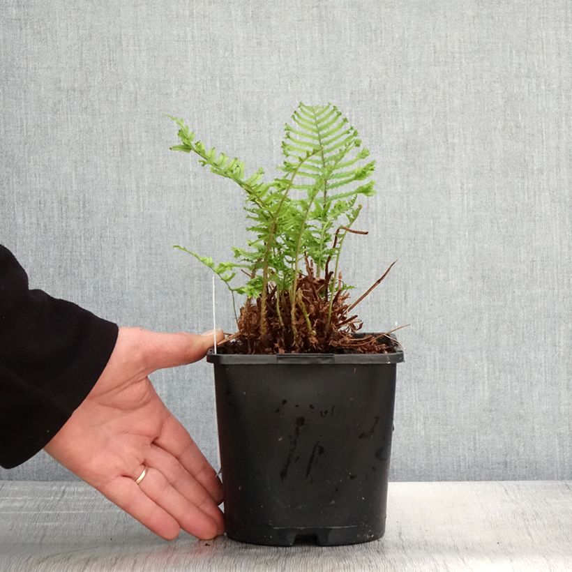 Exemplar von Dryopteris affinis Cristata - Wurmfarn Topf mit 2L/3L wie im Frühjahr geliefert