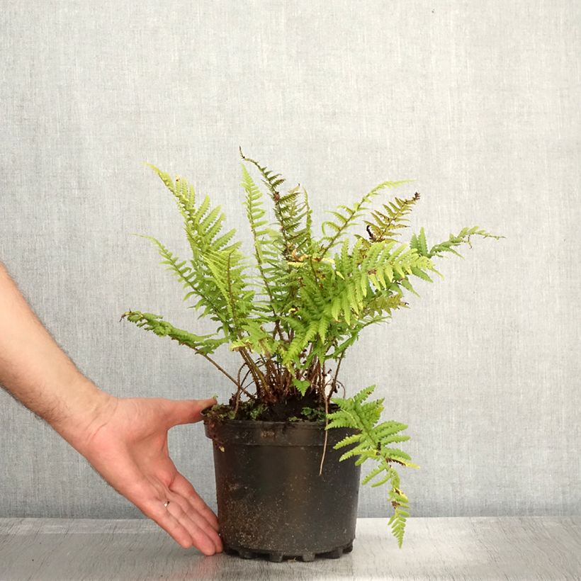 Exemplar von Dryopteris affinis - Wurmfarn Topf mit 2L/3L wie im Herbst geliefert