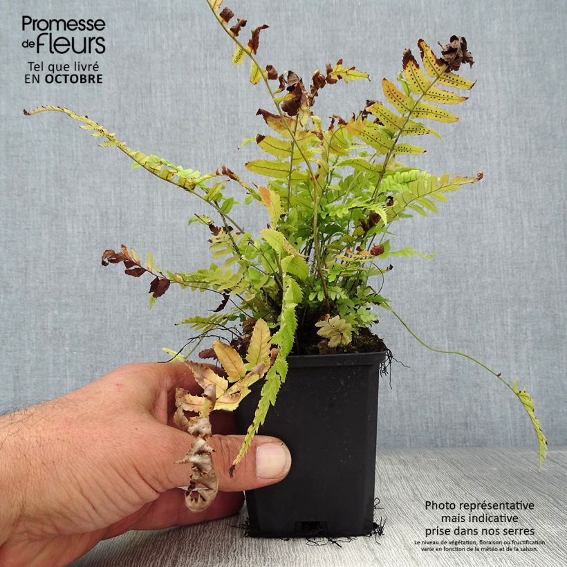 Exemplar von Dryopteris cycadina - Wurmfarn Kleine Töpfe von 8/9 cm wie im Herbst geliefert