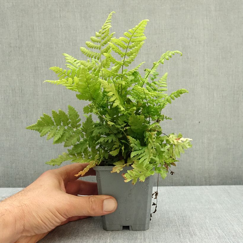 Exemplar von Dryopteris carthusiana - Wurmfarn Kleine Töpfe von 8/9 cm wie im Herbst geliefert