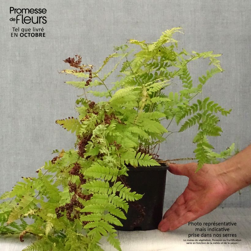 Exemplar von Dryopteris carthusiana - Wurmfarn Topf mit 2L/3L wie im Herbst geliefert
