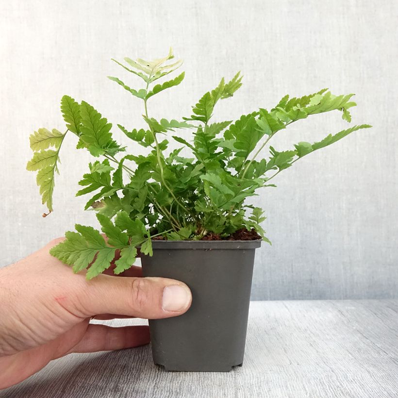 Exemplar von Dryopteris clintoniana - Wurmfarn Kleine Töpfe von 8/9 cm wie im Herbst geliefert