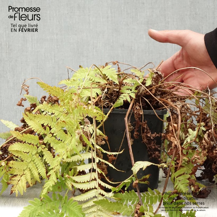 Exemplar von Dryopteris coreano-montana - Wurmfarn Topf mit 2L/3L wie im Winter geliefert