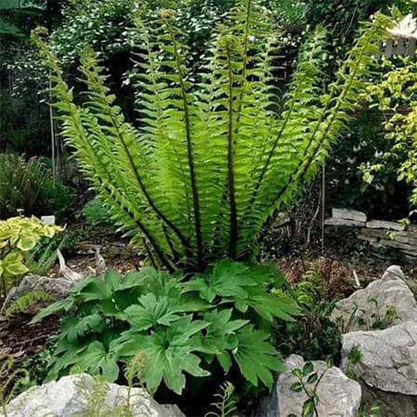 Dryopteris crassirhizoma - Wurmfarn (Hafen)