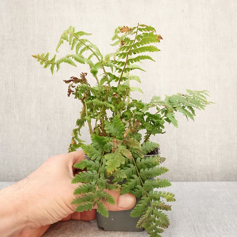 Exemplar von Dryopteris crassirhizoma - Wurmfarn Kleine Töpfe von 8/9 cm wie im Frühjahr geliefert