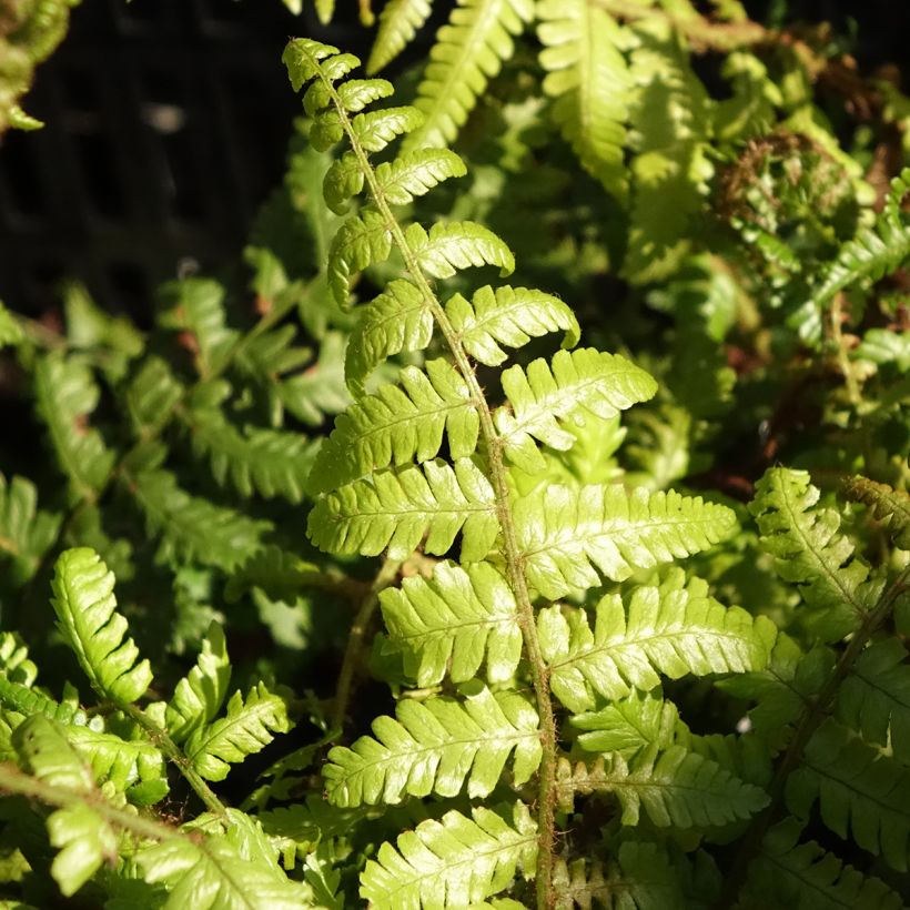 Dryopteris crassirhizoma - Wurmfarn (Laub)