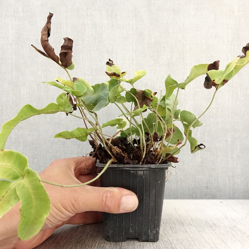 Exemplar von Dryopteris dilatata Crispa Whiteside - Wurmfarn Kleine Töpfe von 8/9 cm wie im Herbst geliefert