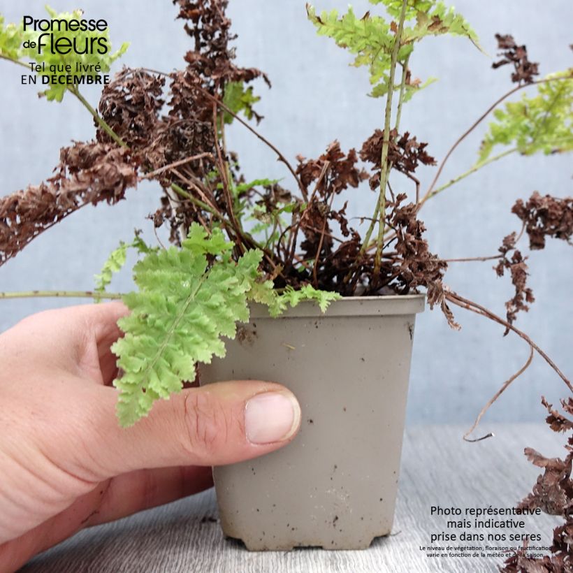 Exemplar von Dryopteris dilatata Crispa Whiteside - Wurmfarn Kleine Töpfe von 8/9 cm wie im Winter geliefert
