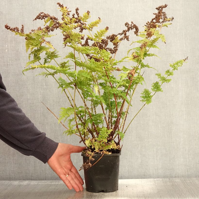 Exemplar von Dryopteris dilatata Crispa Whiteside - Wurmfarn Topf mit 2L/3L wie im Herbst geliefert