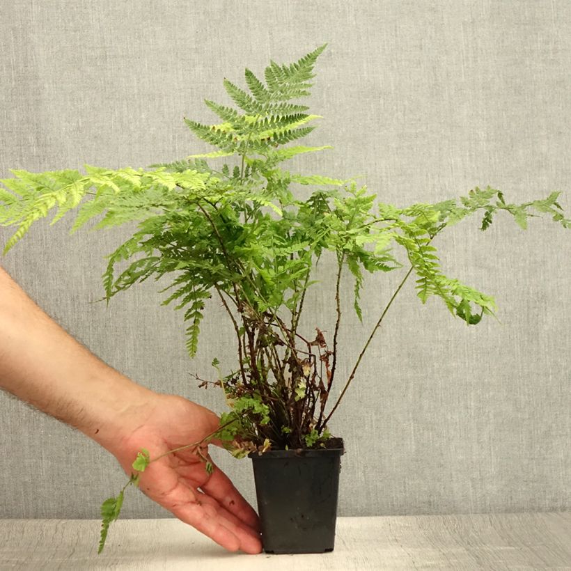 Exemplar von Dryopteris dilatata - Wurmfarn Kleine Töpfe von 8/9 cm wie im Sommer geliefert
