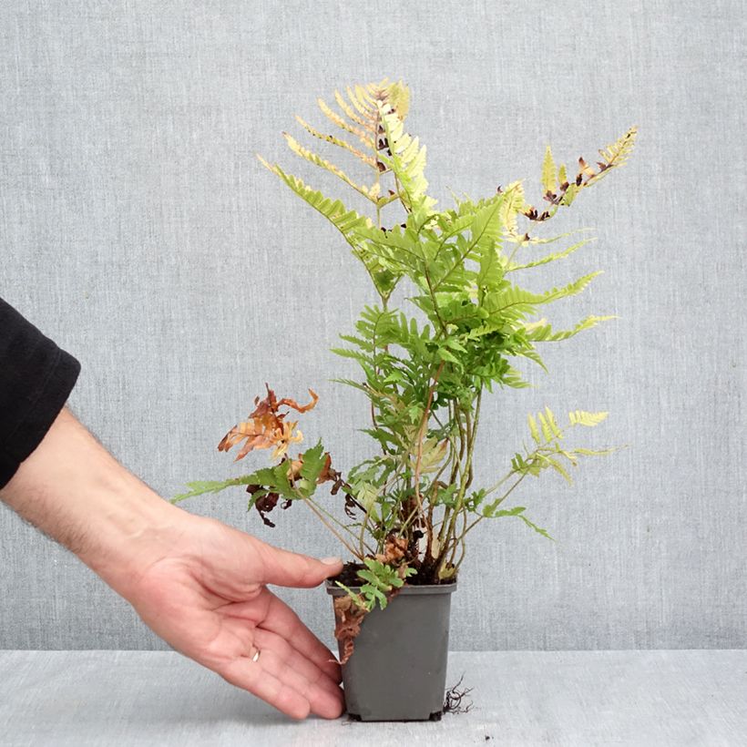 Exemplar von Dryopteris erythrosora Prolifica - Wurmfarn Kleine Töpfe von 8/9 cm wie im Herbst geliefert