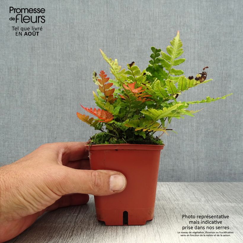 Exemplar von Dryopteris erythrosora Prolifica - Wurmfarn Kleine Töpfe von 8/9 cm wie im Sommer geliefert