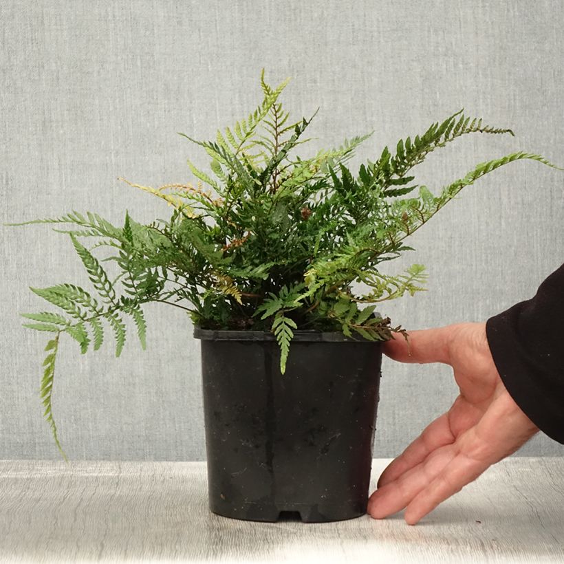 Exemplar von Dryopteris erythrosora Prolifica - Wurmfarn Topf mit 2L/3L wie im Herbst geliefert