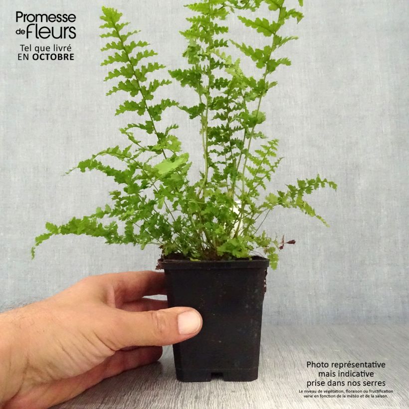 Exemplar von Dryopteris filix-mas Barnesii - Wurmfarn Kleine Töpfe von 8/9 cm wie im Herbst geliefert