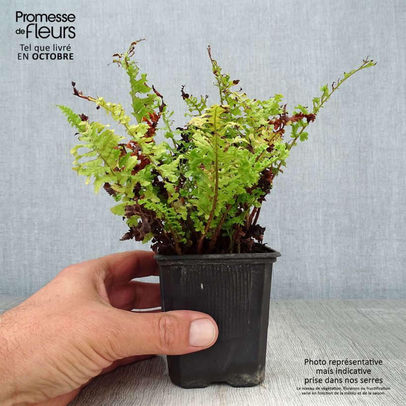 Exemplar von Dryopteris filix-mas Crispa Cristata - Wurmfarn Kleine Töpfe von 8/9 cm wie im Herbst geliefert
