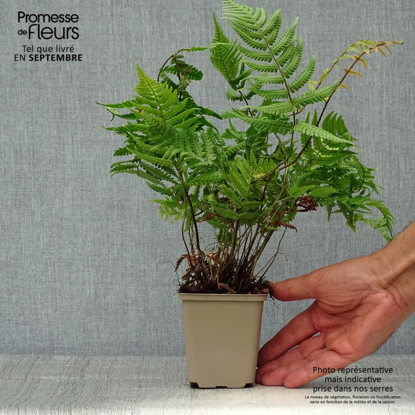 Exemplar von Dryopteris lepidopoda - Wurmfarn Kleine Töpfe von 8/9 cm wie im Herbst geliefert