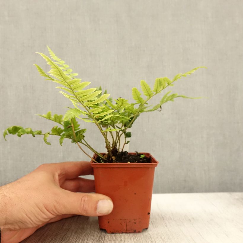 Exemplar von Dryopteris ludoviciana - Wurmfarn Kleine Töpfe von 8/9 cm wie im Herbst geliefert
