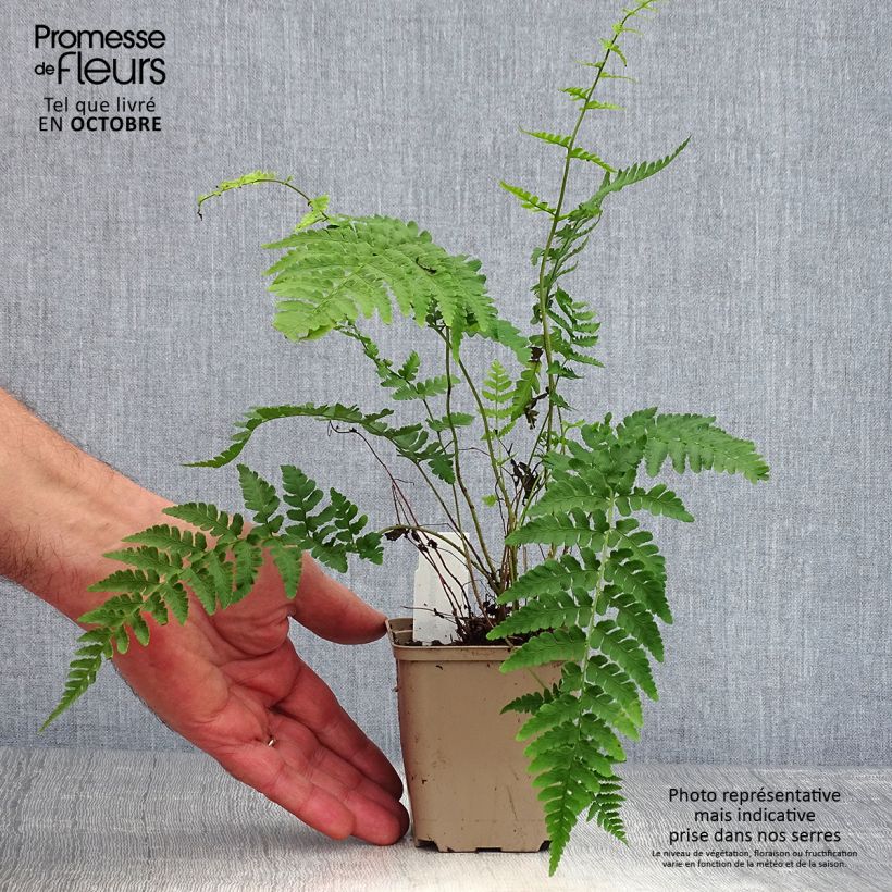 Exemplar von Dryopteris marginalis - Wurmfarn Kleine Töpfe von 8/9 cm wie im Herbst geliefert