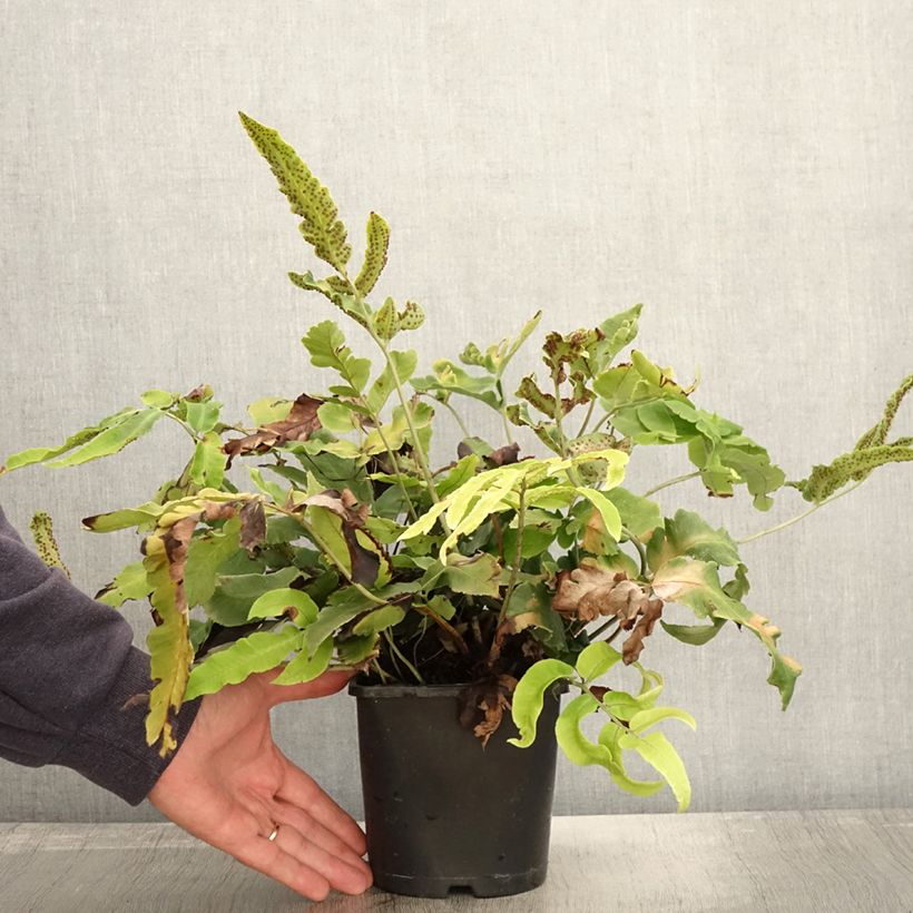Exemplar von Dryopteris sieboldii - Wurmfarn Topf mit 2L/3L wie im Herbst geliefert