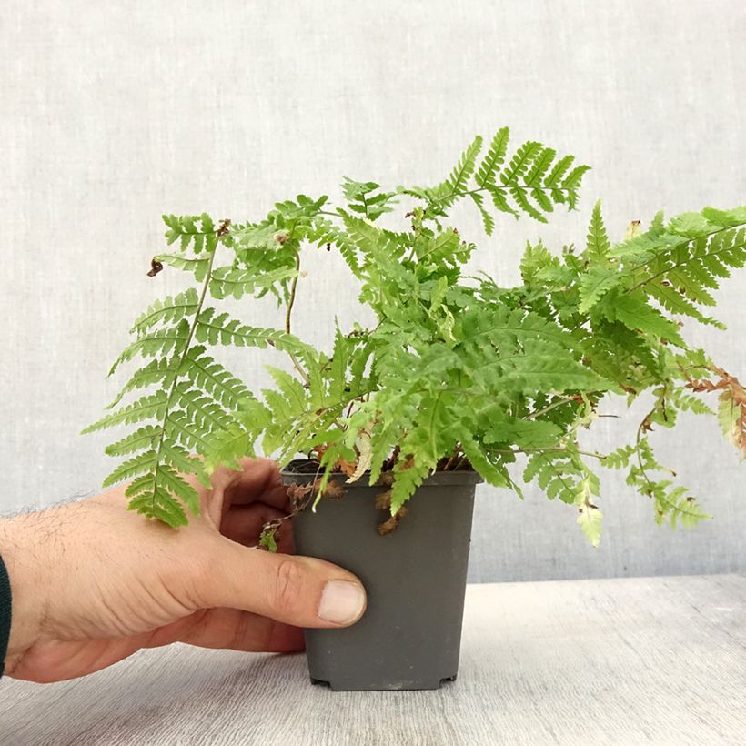 Exemplar von Dryopteris stewartii - Wurmfarn Kleine Töpfe von 8/9 cm wie im Herbst geliefert