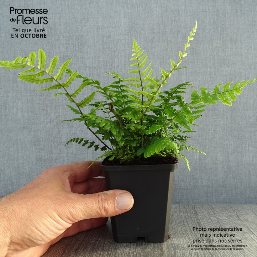 Exemplar von Dryopteris wallichiana - Wurmfarn Kleine Töpfe von 8/9 cm wie im Herbst geliefert