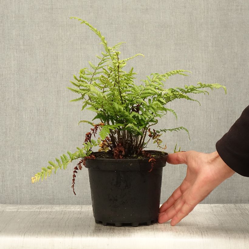Exemplar von Dryopteris wallichiana - Wurmfarn Topf mit 2L/3L wie im Herbst geliefert