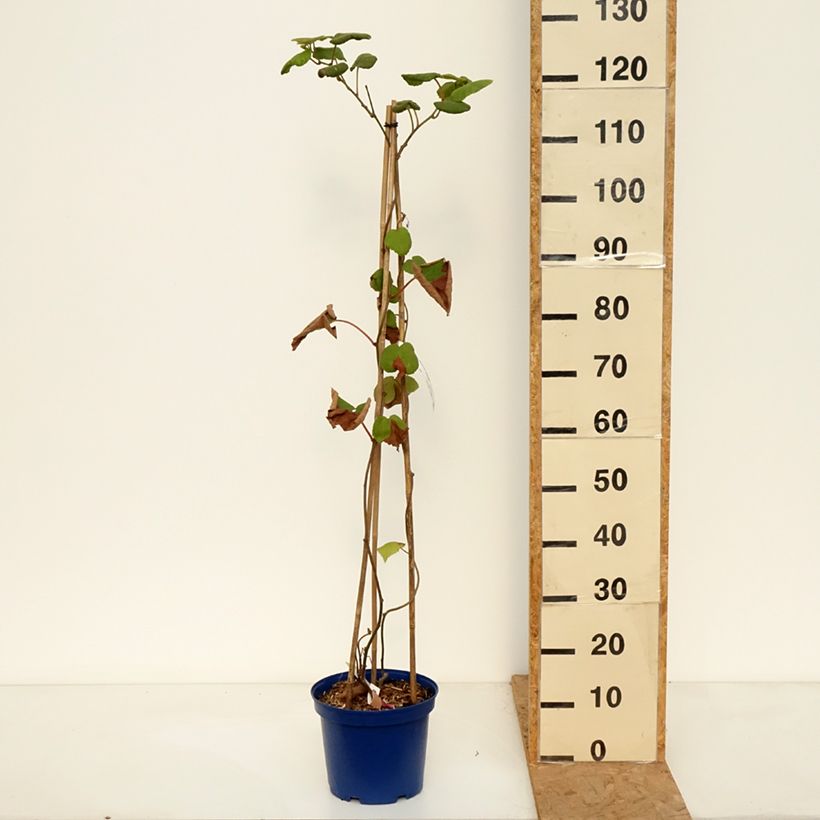Exemplar von Duo Gelbe Chinesische Strahlengriffely Kiw'Happy männlich und weiblich - Actinidia chinensis Topf mit 4L/5L wie im Herbst geliefert