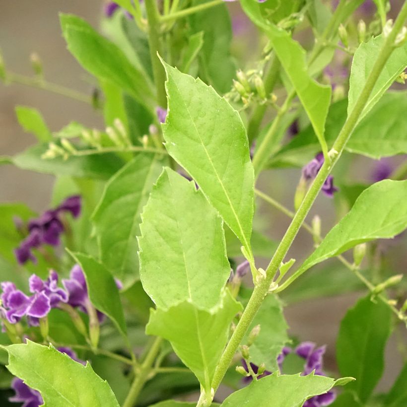 Duranta repens - Himmelsblüte (Laub)
