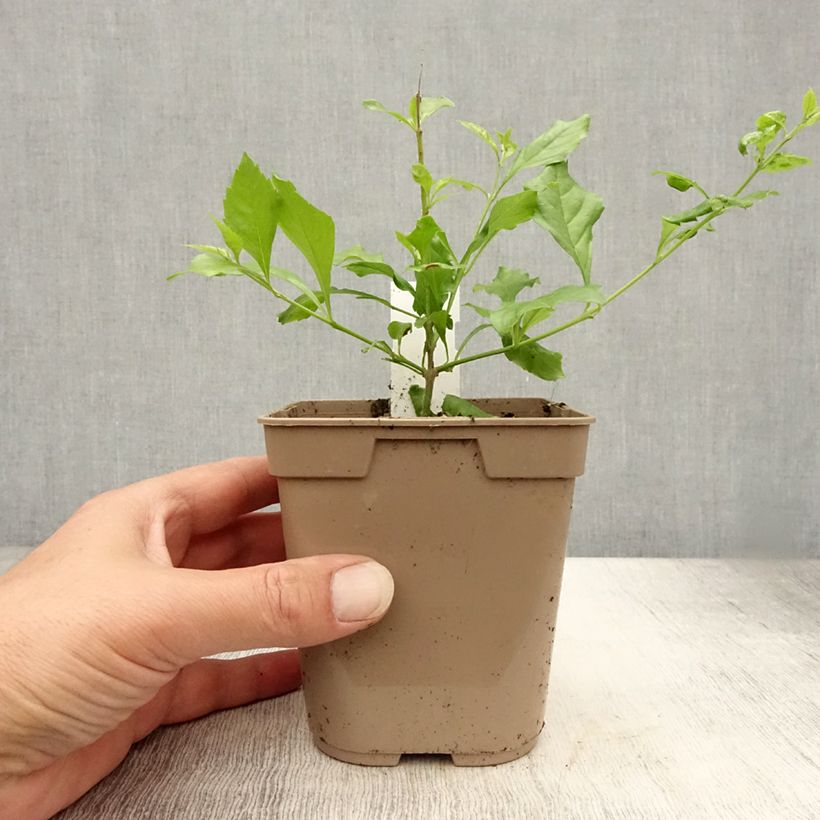 Exemplar von Duranta repens - Himmelsblüte Topf mit 1L/1,5L wie im Sommer geliefert
