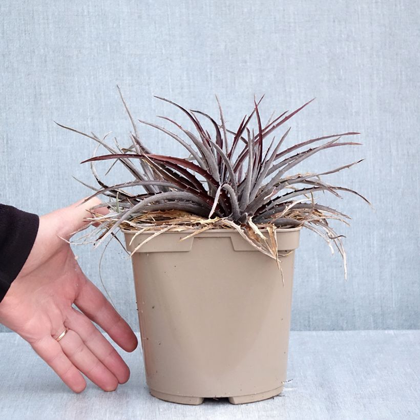 Exemplar von Dyckia Burgundy Ice Topf mit 3L/4L wie im Herbst geliefert