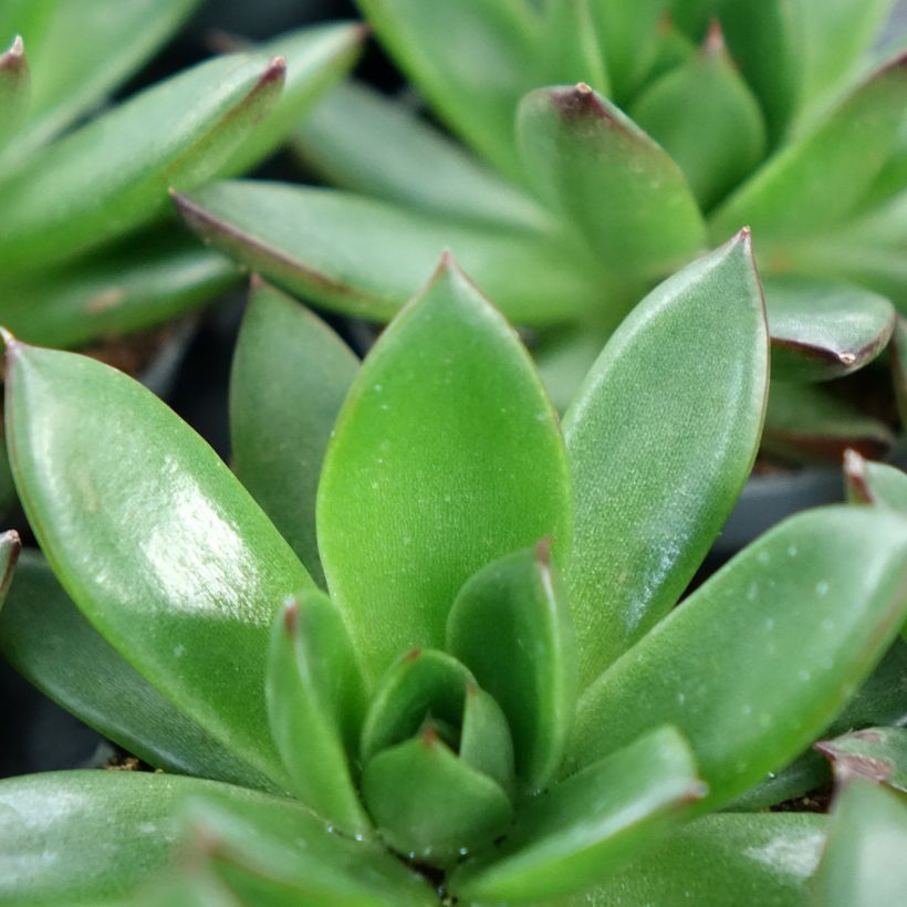 Echeveria agavoides Red Tip - Echeverie (Laub)