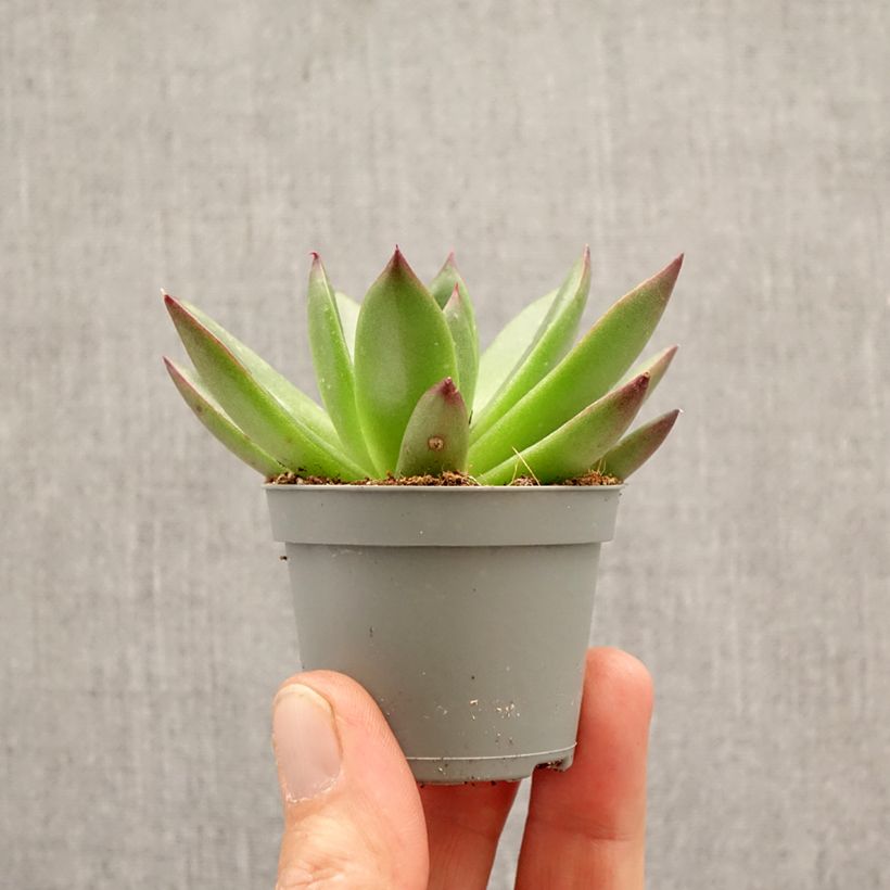 Exemplar von Echeveria agavoides Red Tip - Echeverie Mini-Pflanze wie im Frühjahr geliefert