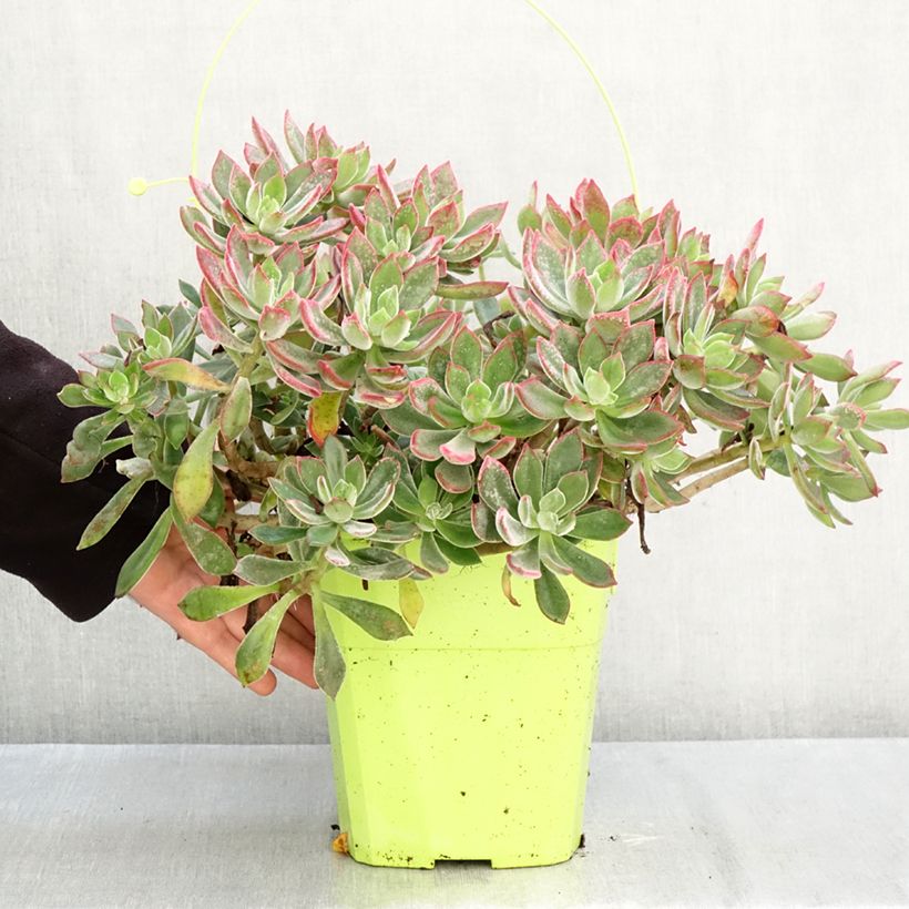 Exemplar von Echeveria Devotion - Echeverie Topf mit 3L/4L wie im Herbst geliefert