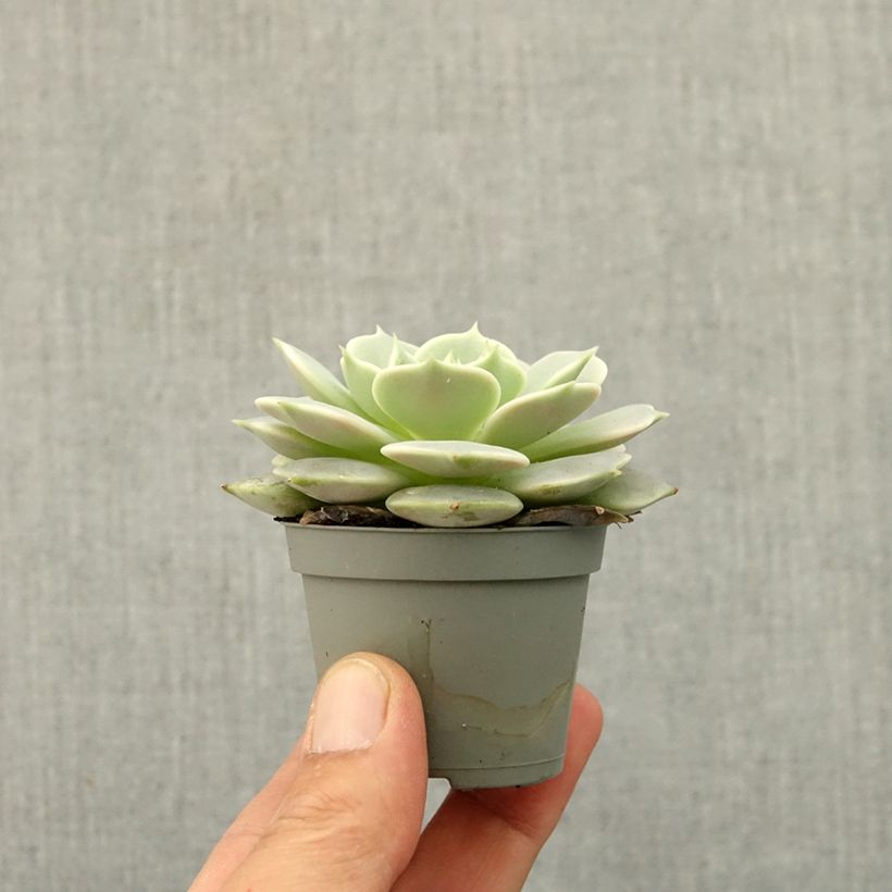 Exemplar von Echeveria Lola - Echeverie Mini-Pflanze wie im Frühjahr geliefert