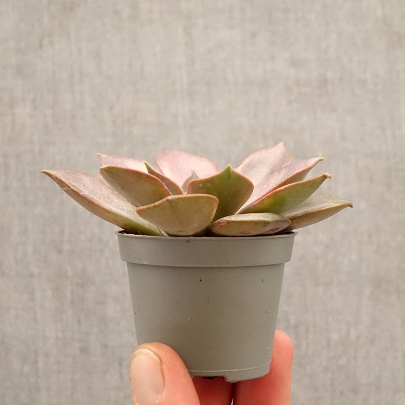 Exemplar von Echeveria Nina - Echeverie Mini-Pflanze wie im Frühjahr geliefert