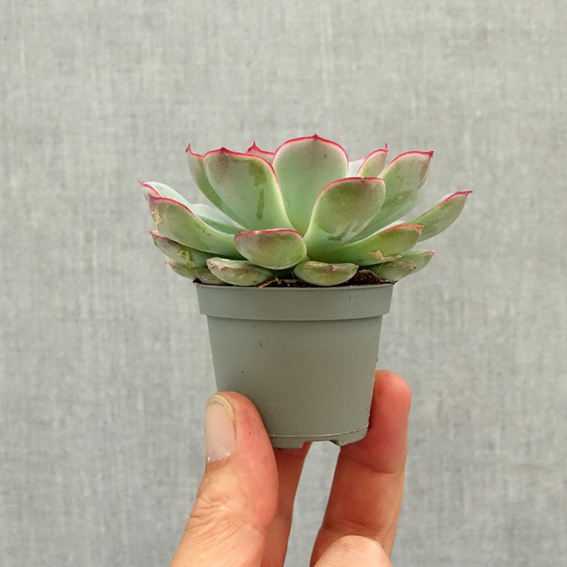Exemplar von Echeveria pulidonis - Echeverie Mini-Pflanze wie im Frühjahr geliefert