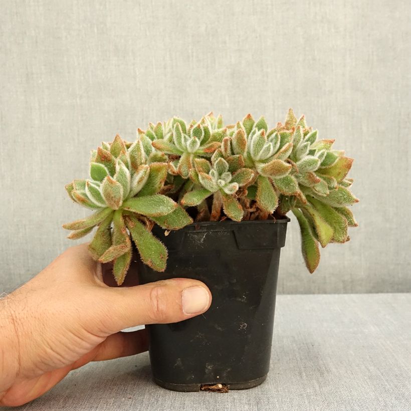 Exemplar von Echeveria setosa - Echeverie Topf mit 1L/1,5L wie im Sommer geliefert