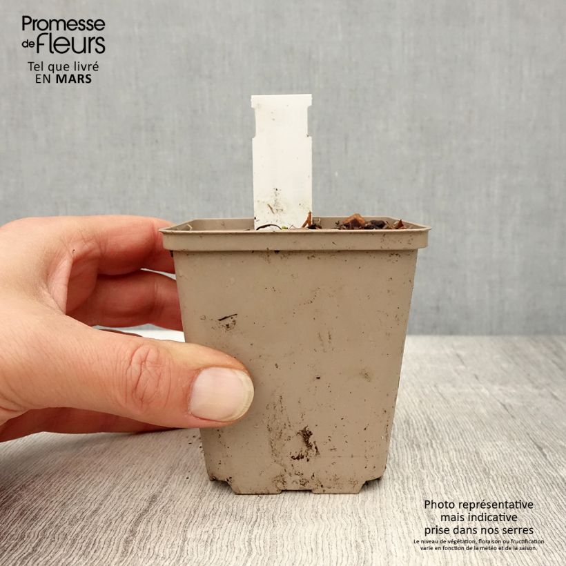 Exemplar von Schmalblättriger Sonnenhut - Echinacea angustifolia Kleine Töpfe von 8/9 cm wie im Frühjahr geliefert