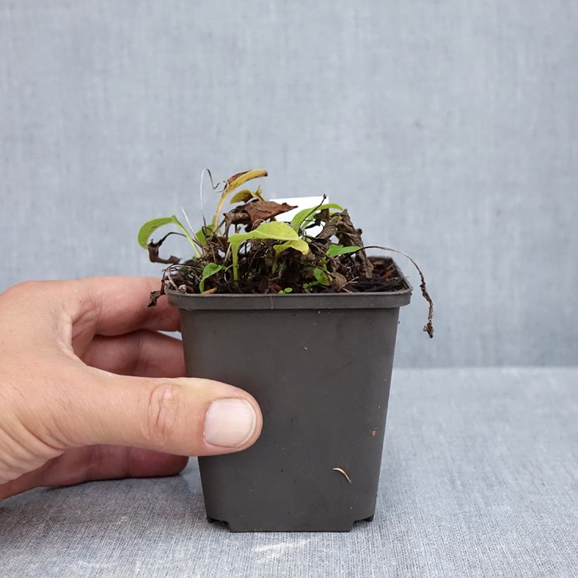 Exemplar von Echinacea purpurea Avalanche - Sonnenhut Kleine Töpfe von 8/9 cm wie im Herbst geliefert