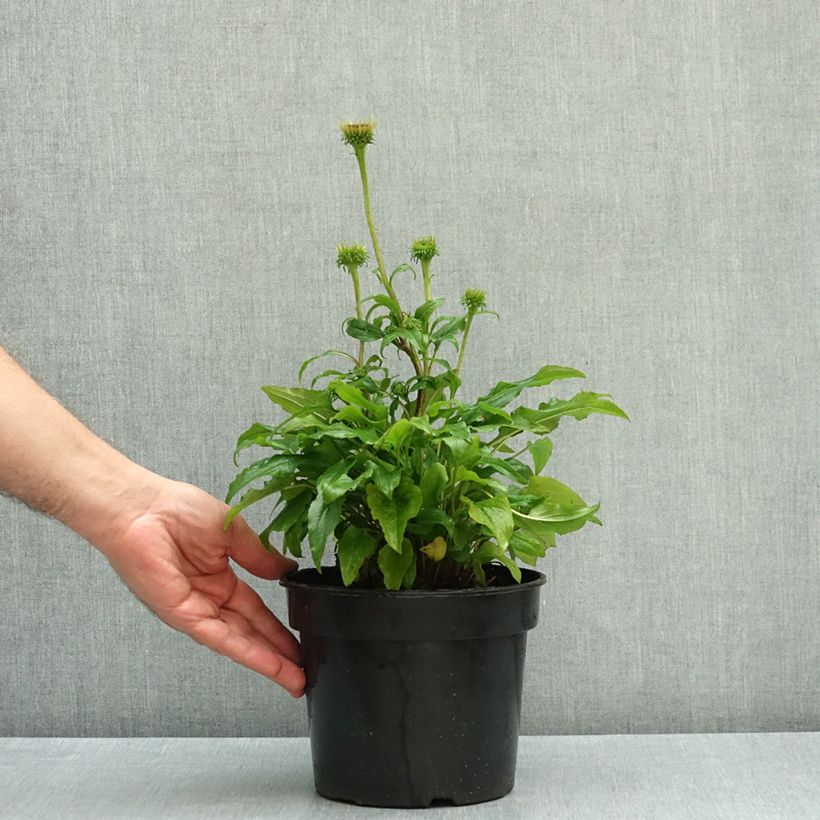 Exemplar von Echinacea purpurea Butterfly Kisses - Sonnenhut Topf mit 3L/4L wie im Herbst geliefert