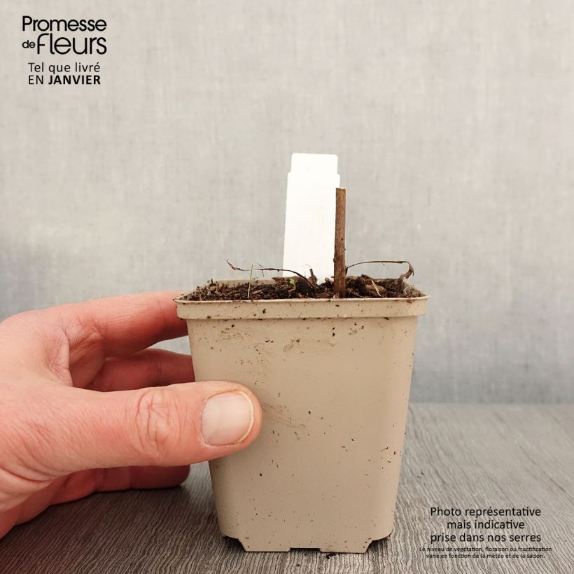 Exemplar von Echinacea purpurea Colourburst Orange - Sonnenhut Kleine Töpfe von 8/9 cm wie im Winter geliefert