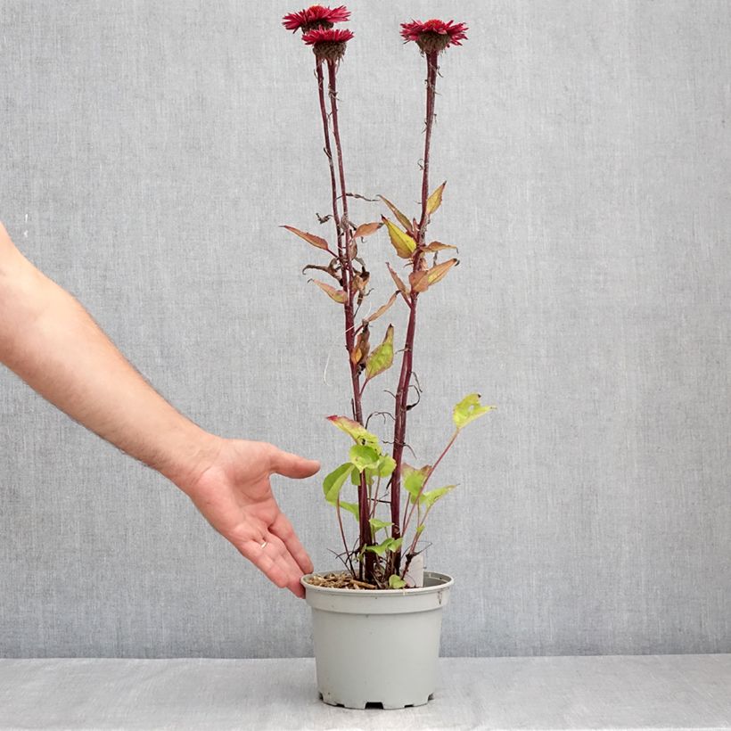 Exemplar von Echinacea purpurea Fatal Attraction - Sonnenhut Topf mit 2L/3L wie im Sommer geliefert