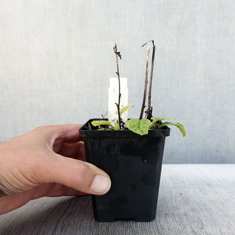 Exemplar von Echinacea purpurea Green Jewel - Sonnenhut Kleine Töpfe von 8/9 cm wie im Herbst geliefert