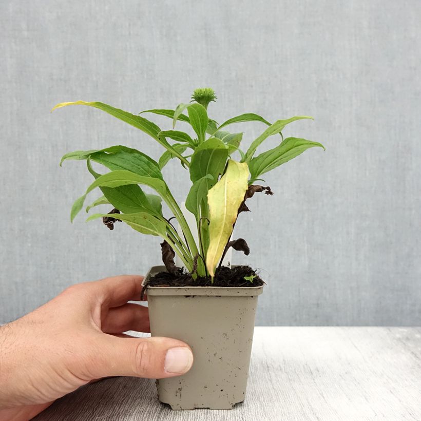 Exemplar von Echinacea purpurea Harvest Moon - Sonnenhut Kleine Töpfe von 8/9 cm wie im Herbst geliefert