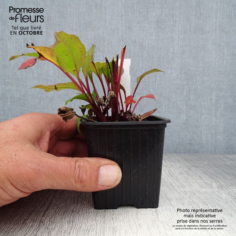 Exemplar von Echinacea purpurea Hot Summer - Sonnenhut Kleine Töpfe von 8/9 cm wie im Herbst geliefert