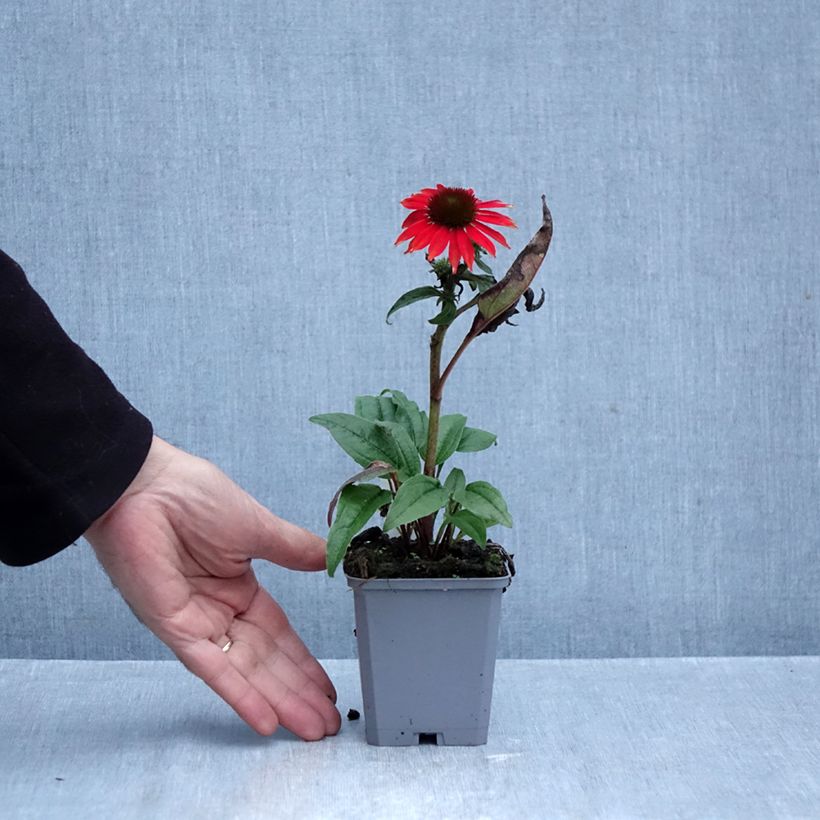 Exemplar von Echinacea purpurea Lakota Red - Sonnenhut Kleine Töpfe von 8/9 cm wie im Herbst geliefert