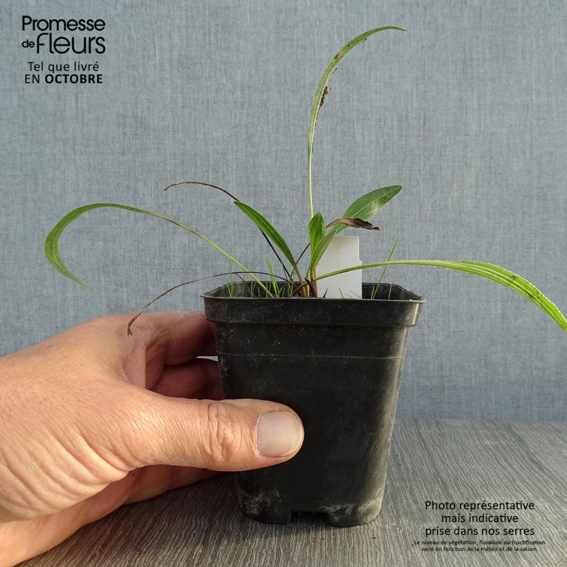 Exemplar von Echinacea pallida Hula Dancer - Bleicher Sonnenhut Kleine Töpfe von 8/9 cm wie im Herbst geliefert
