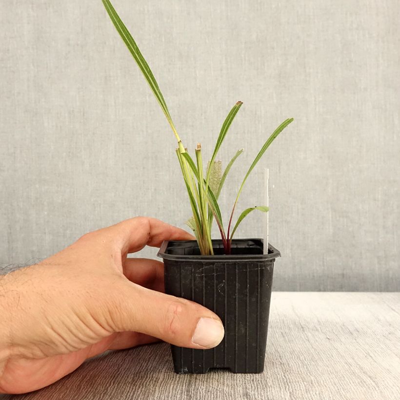 Exemplar von Echinacea paradoxa - Gelber Sonnenhut Kleine Töpfe von 8/9 cm wie im Herbst geliefert