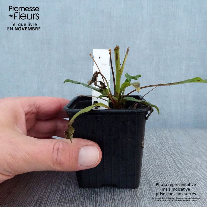 Exemplar von Echinacea purpurea Prima Ruby - Sonnenhut Kleine Töpfe von 8/9 cm wie im Herbst geliefert