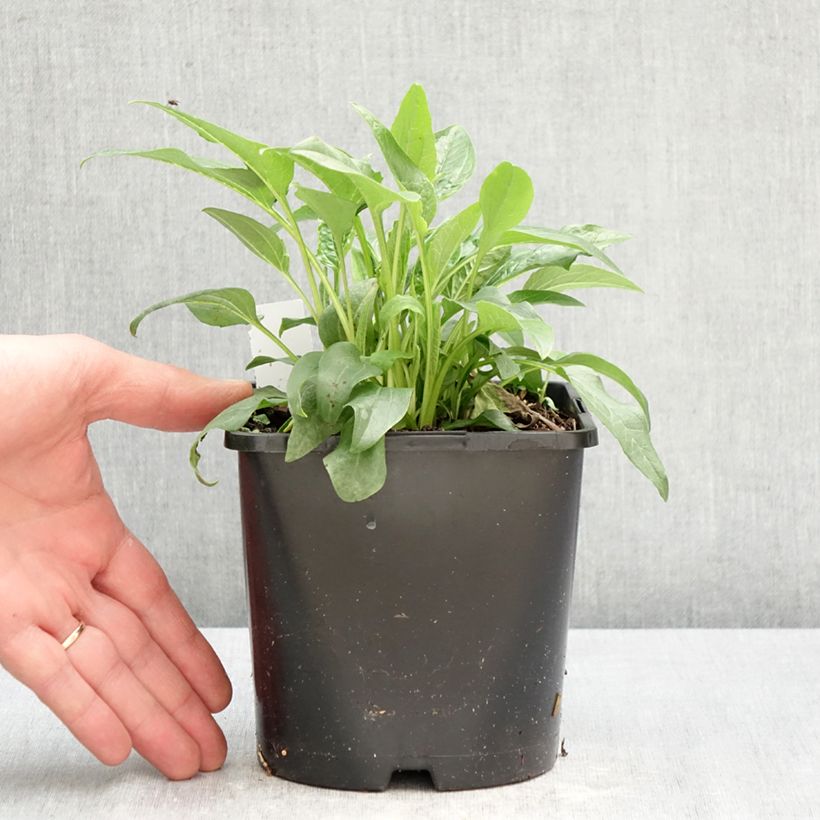 Exemplar von Echinacea purpurea Alba - Sonnenhut Topf mit 2L/3L wie im Frühjahr geliefert